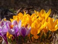 Crocus flowers full opening.  yellow violet blooming.  Primroses in the garden. Natural  beautiful spring background Royalty Free Stock Photo