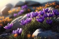 Beautiful landscape of Crocus flowers Garden, nature background. a breathtaking sight to behold. Royalty Free Stock Photo