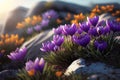 Beautiful landscape of Crocus flowers Garden, nature background. a breathtaking sight to behold. Royalty Free Stock Photo