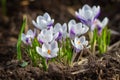 Crocus flowers in garden Royalty Free Stock Photo