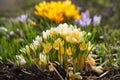 Crocus flowers in garden Royalty Free Stock Photo