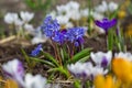 Crocus flowers in garden Royalty Free Stock Photo