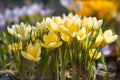 Crocus flowers in garden Royalty Free Stock Photo