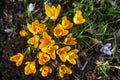 Crocus flowers in garden Royalty Free Stock Photo