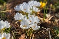 Crocus flowers in garden Royalty Free Stock Photo