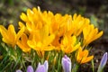 Crocus flowers in garden Royalty Free Stock Photo