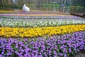 Crocus flowers garden.