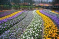 Crocus flowers garden. Royalty Free Stock Photo