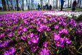 Crocus flowers garden. Royalty Free Stock Photo