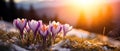 Crocus Flowers Glowing at Sunset in a Snowy Mountain Landscape