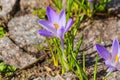 Crocus flowers growing Royalty Free Stock Photo