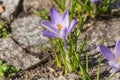Crocus flowers growing Royalty Free Stock Photo