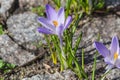 Crocus flowers growing Royalty Free Stock Photo