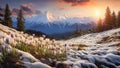 Crocus flowers heralding spring on snowy mountain slopes at sunset