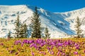 Crocus flowers in the high mountains and spring landscape,Fagaras,Carpathians,Romania Royalty Free Stock Photo