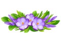 Crocus flowers isolated without a shadow. Spring decor. The first flowers. Spring. Nature.Wreath / composition