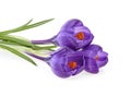 Crocus flowers isolated on white background Royalty Free Stock Photo