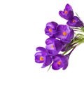 Crocus flowers  isolated on white background Royalty Free Stock Photo