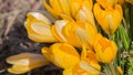 Crocus flowers light yellow Mammut