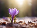 Crocus flowers lilac color in the snow on blurred background