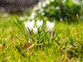 Crocus flowers on meadow in the sunshine in the rain, light drizzle Royalty Free Stock Photo