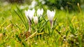 Crocus flowers on meadow in the sunshine in the rain, light drizzle in summer Royalty Free Stock Photo