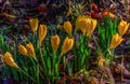 Crocus flowers with morning dew on them