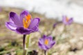 Crocus flowers - on the mountain spring meadow