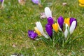 Crocus flowers in a park Royalty Free Stock Photo