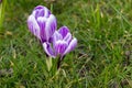 Crocus flowers in a park Royalty Free Stock Photo