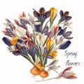 Crocus flowers in pastel colors