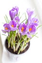 Crocus flowers in a pot on the windowsill. Selective focus. Blur. Royalty Free Stock Photo