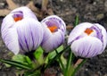 Crocus flowers