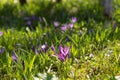 Crocus Flowers. Saffron bloom. Crocus. Spring. Royalty Free Stock Photo