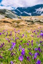 Crocus flowers Seven Rila Lakes in Bulgaria Royalty Free Stock Photo