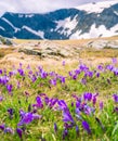 Crocus flowers Seven Rila Lakes in Bulgaria Royalty Free Stock Photo