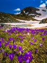 Crocus flowers Seven Rila Lakes in Bulgaria Royalty Free Stock Photo