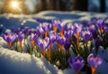 Crocus flowers in snow awakening in warm sunlight stock photoSpringtime Flower Backgrounds Nature March - Month Royalty Free Stock Photo
