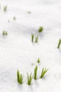 Crocus flowers in snow in early spring Royalty Free Stock Photo