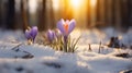 Crocus Flowers in Snow at Forest Edge with Warm Sunset Light