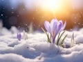 crocus flowers in the snow under the light of sunset