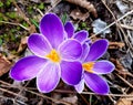 Crocus flowers in spring. Blooming crocus vernus flower. Royalty Free Stock Photo