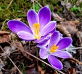 Crocus flowers in spring. Blooming crocus vernus flower. Royalty Free Stock Photo