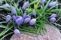 Crocus flowers in spring covered with water drops next to the stone.