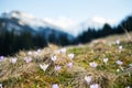 Crocus flowers on spring High Tatras mountains