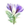 Crocus flowers spring leaves bouquet isolated on white. Translucent Saffron Crocus blossom watercolor flowers. Transparent floral