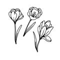 Crocus flowers spring primroses set outline black white sketch illustration. Royalty Free Stock Photo