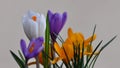 Crocus flowers Royalty Free Stock Photo