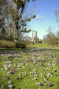 Crocus flowers in the springtime relaxing in a public park, sunlight and trees Royalty Free Stock Photo