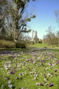 Crocus flowers in the springtime relaxing in a public park, sunlight and trees, urecognizable persons Royalty Free Stock Photo